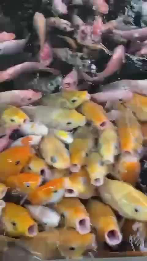 minivlog  #fyp  #dailyvlog #RCTIPlus 