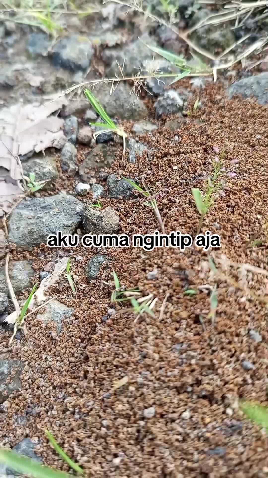 mereka pekerja keras#fyp 