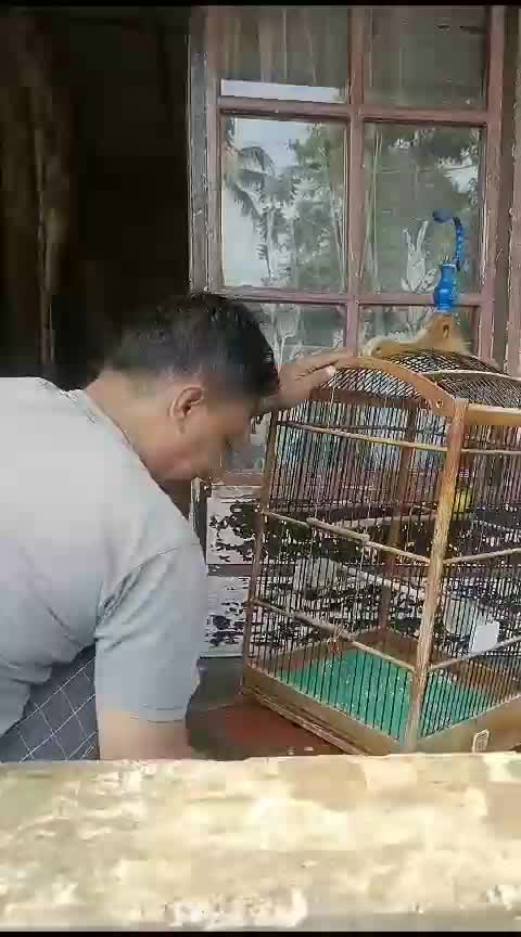 kita bersihkan dulu kandang burung nya