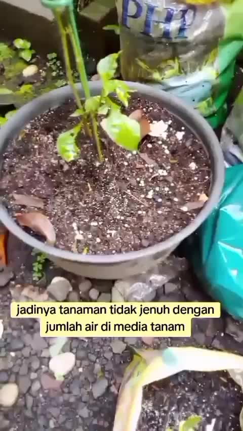 Cara pemberian npk di musim hujan  #Berkebun  #kebunshaka  #pupuknpk 