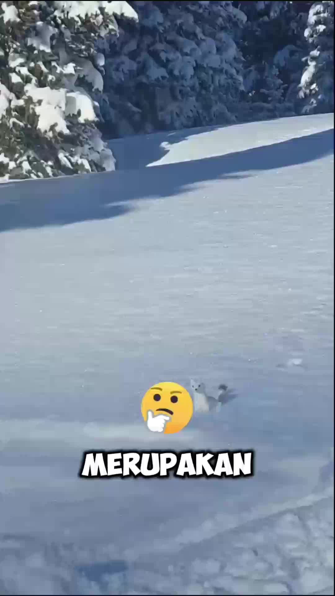 hewan mengemas kan