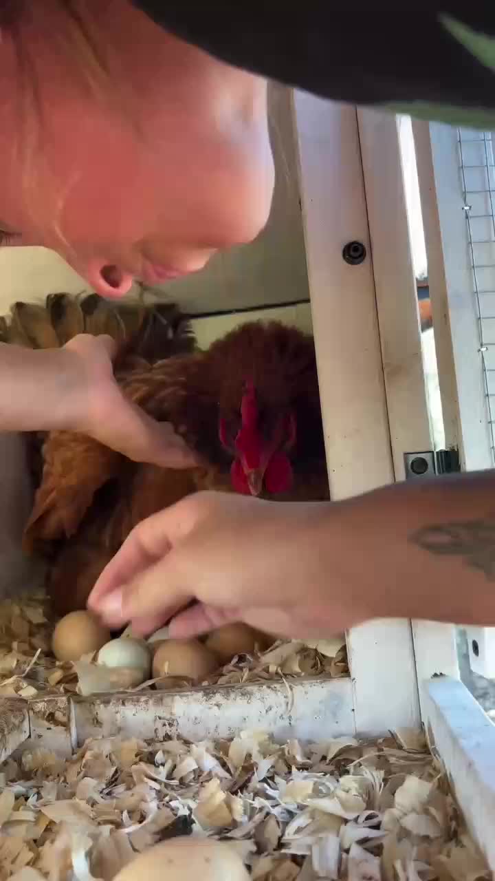 Ayam bertelor

 #videoviral
