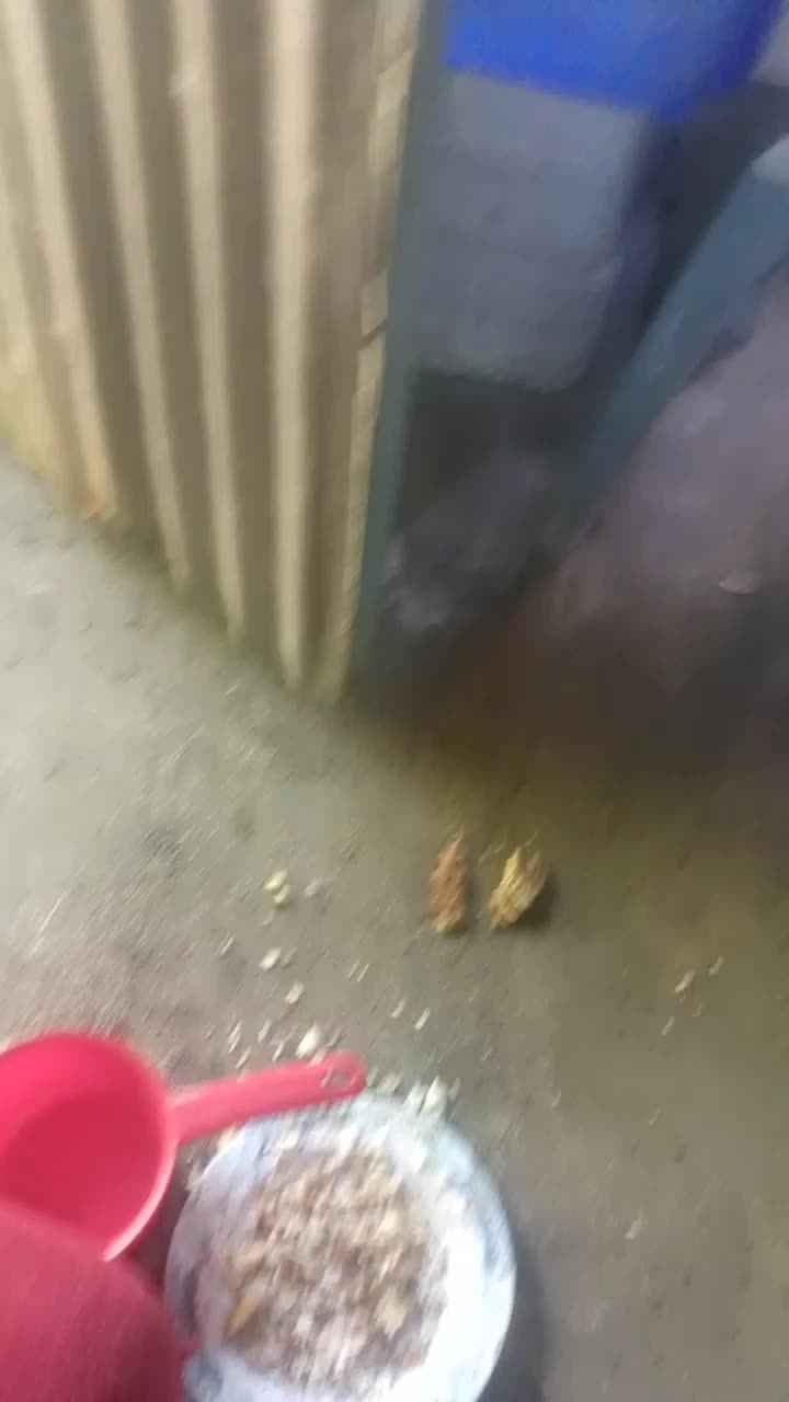 Anjing vs Kucing  #hewanpeliharaan 