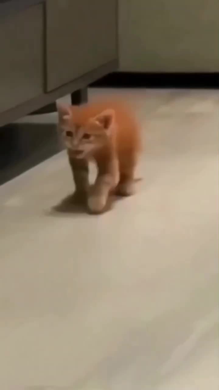 kucing lucu  #video lucu 