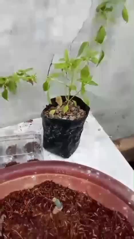 Pupuk Organik Padat dari @infarmid solusi berkebun untuk kMu yang mager #pupukorganikpadat #pop #pupukslowrealese #infarm  #kebunshaka 