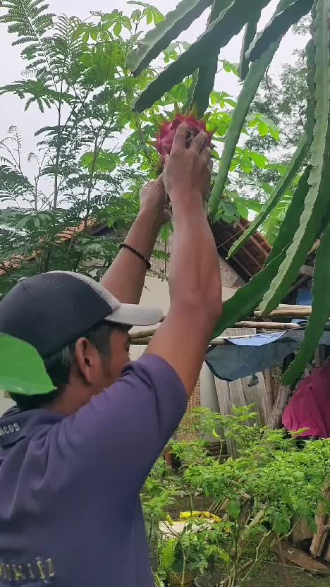 maling buah naga #videolucu  #komedi  #lucu 