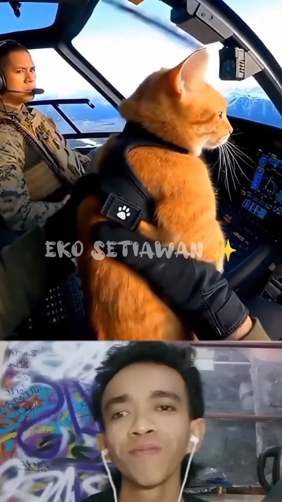 misi penyelamatan kucing ditengah kekacauan ? 