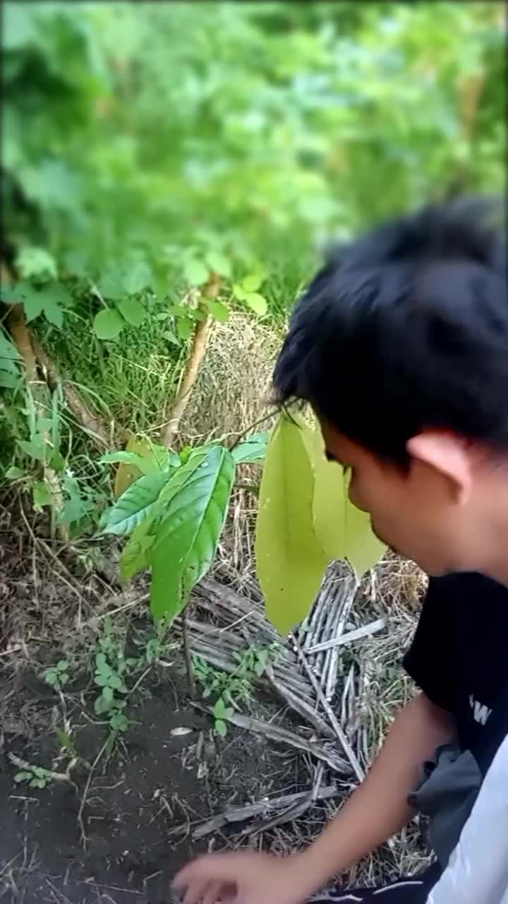 PANTAU PERKEMBANGAN BIBIT POHON KAKAO.
#PetaniKakao #KakaoIndonesia #CacaoFarmer #CocoaFarming #CacaoTree #CocoaHarvest #KebunKakao #Budiday