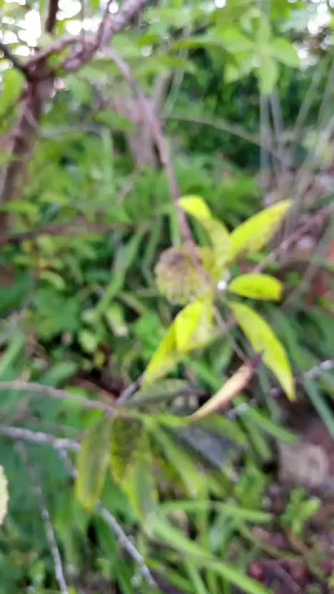 sari kaya nya ga bisa di makan