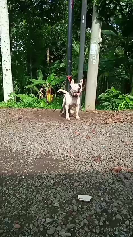 ben si terpit big size
 #kemampuan pitbul 
 #hewan 