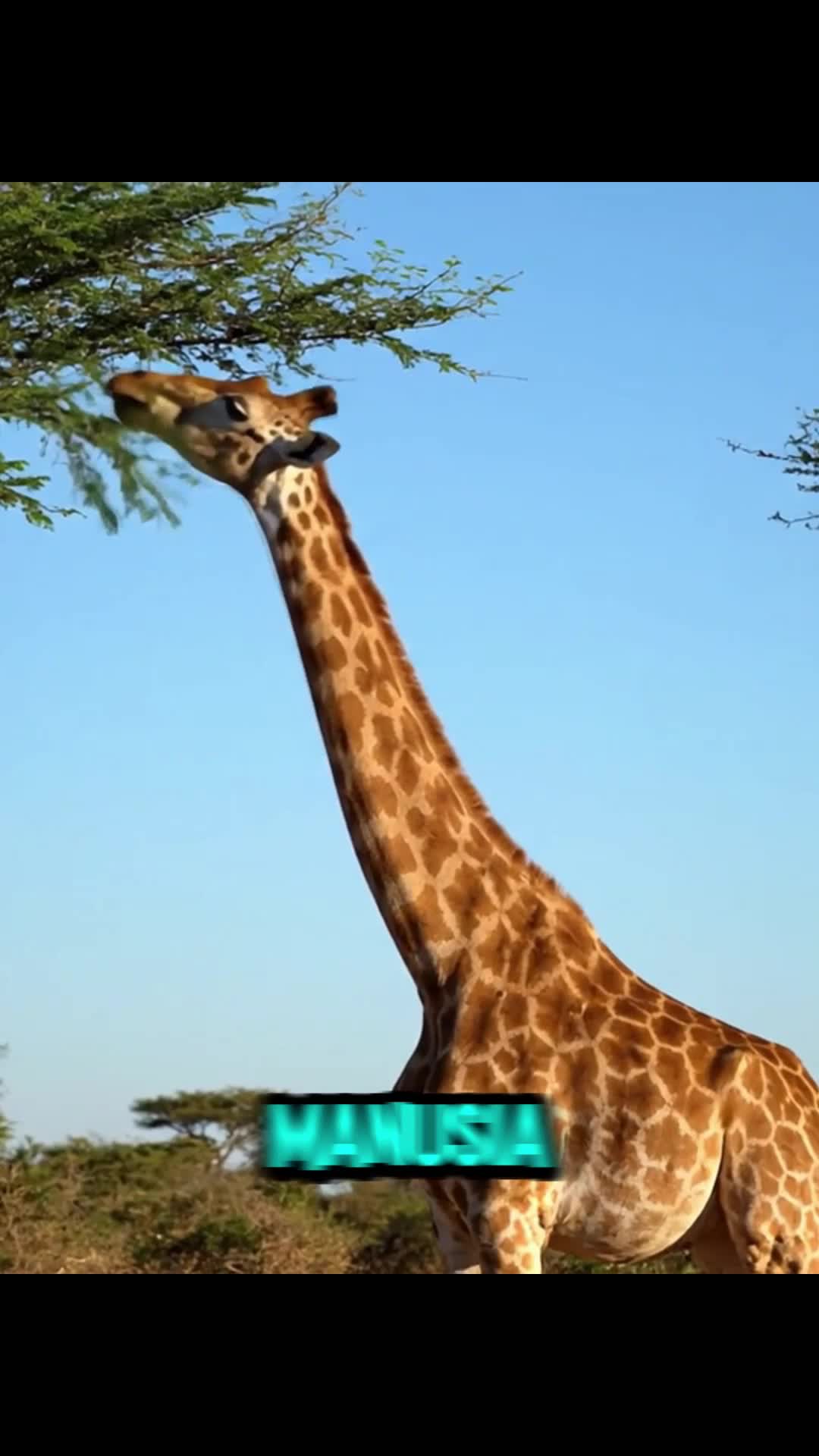 Jerapah: Tidur 30 Menit, Lidah Panjang, dan Leher Kaya Manusia! 🦒🤯