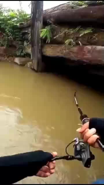 monster hampala penunggu jembatan 