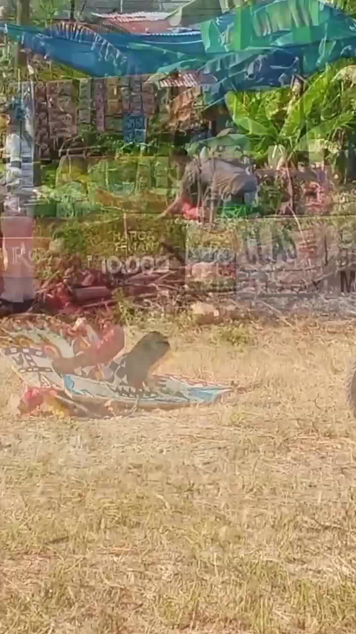  #senimantradisionalmuda 