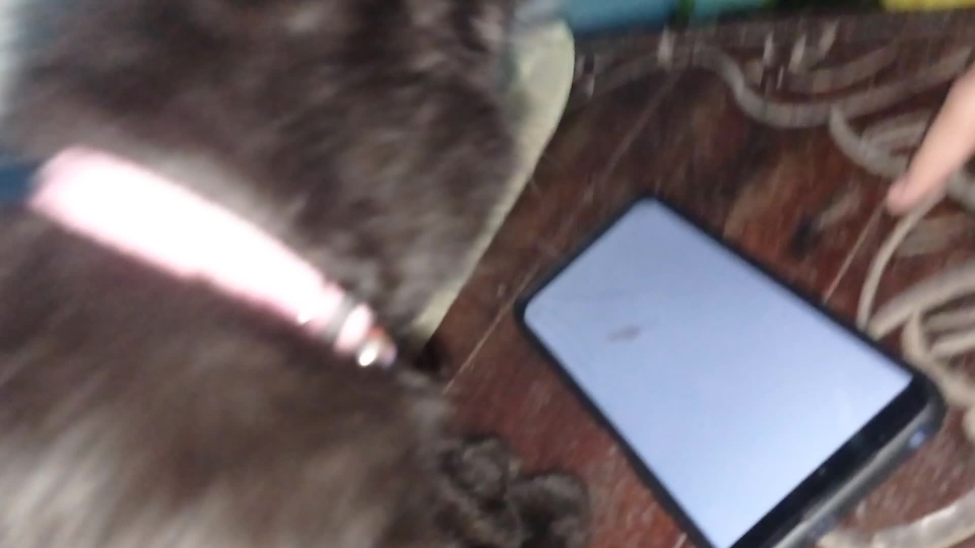 Sipaling hitam kesayangan