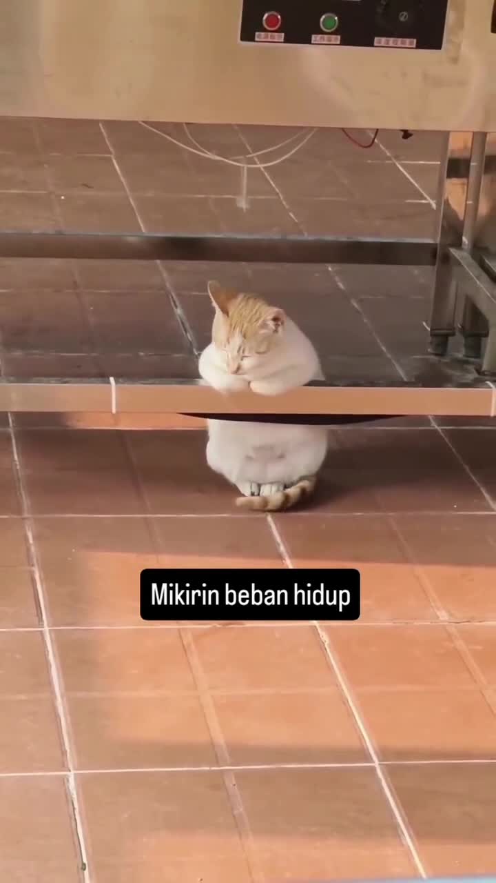 Mikirin Beban Hidup
#kucing #kucingindonesia #kucinglucubanget #videoviral #videolucu #videongakak #ngakak #HOTrctiplus
