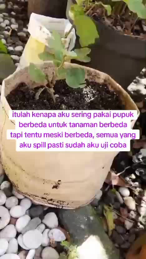 Cerita krbun shaka  #kebunshaka 