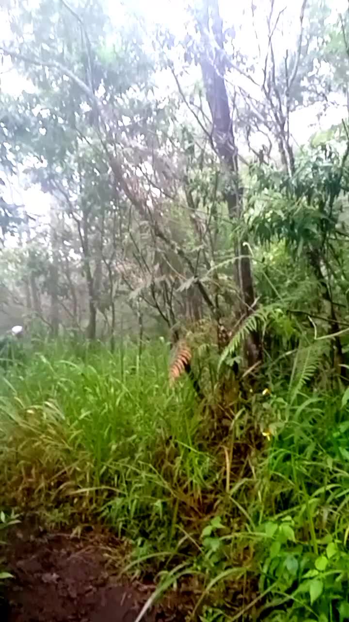 perjalanan gunung arjuno via jalur purwosari