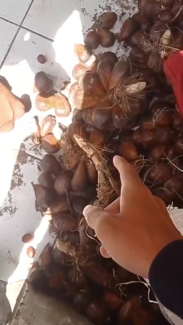 nyesel ibu nya nawarin 🤣 #salak  #buah 