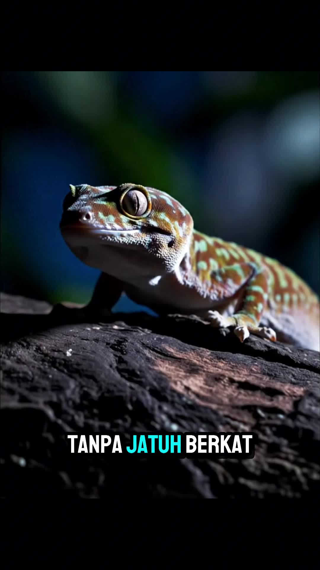cover-image