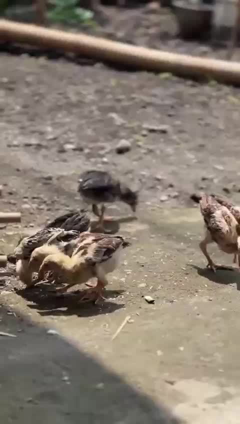 Memberi makan Anak ayam peliharaan dikampung

 #fyp  #Trending Banget Loh RctiPlus  #RCTIPlus  #Viral 