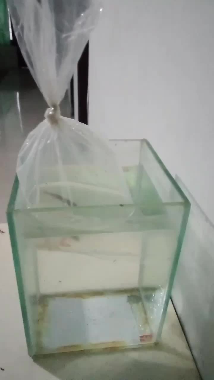 tips supaya ikan ngak mati pas baru beli  #tips  #tipsikanngakmati  #darirumah  #hobyikan  #peliharaan  #ikanhias 