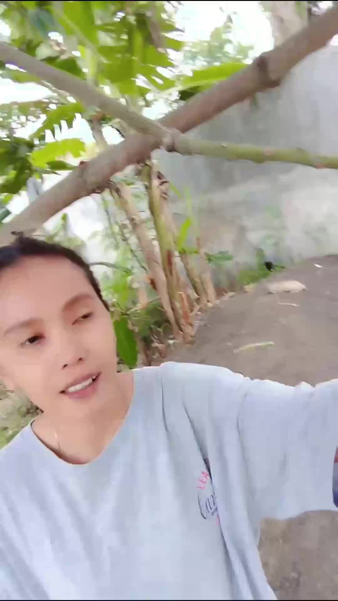 metik mangga penomenal