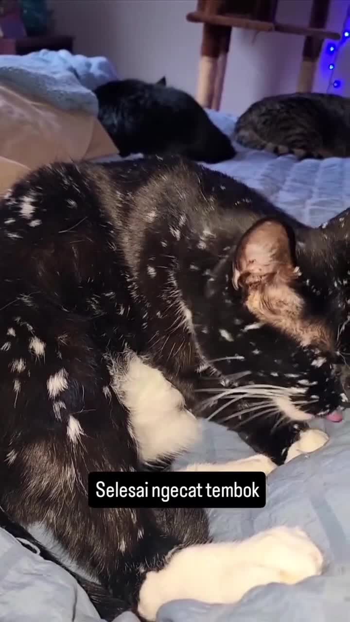 Cat
#Fyp #kucing #kucingindonesia #videoviral #videolucu #videongakak #ngakak #lucu #like #dagelan #HOT