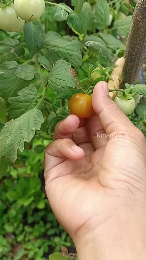 Menikmati suasana pagi dengan pentik hasil kebun samping rumah

#berkebun
#suasanapedesaan
#hidupdidesa 
#beternak
#shortplus #RCTIPlus 