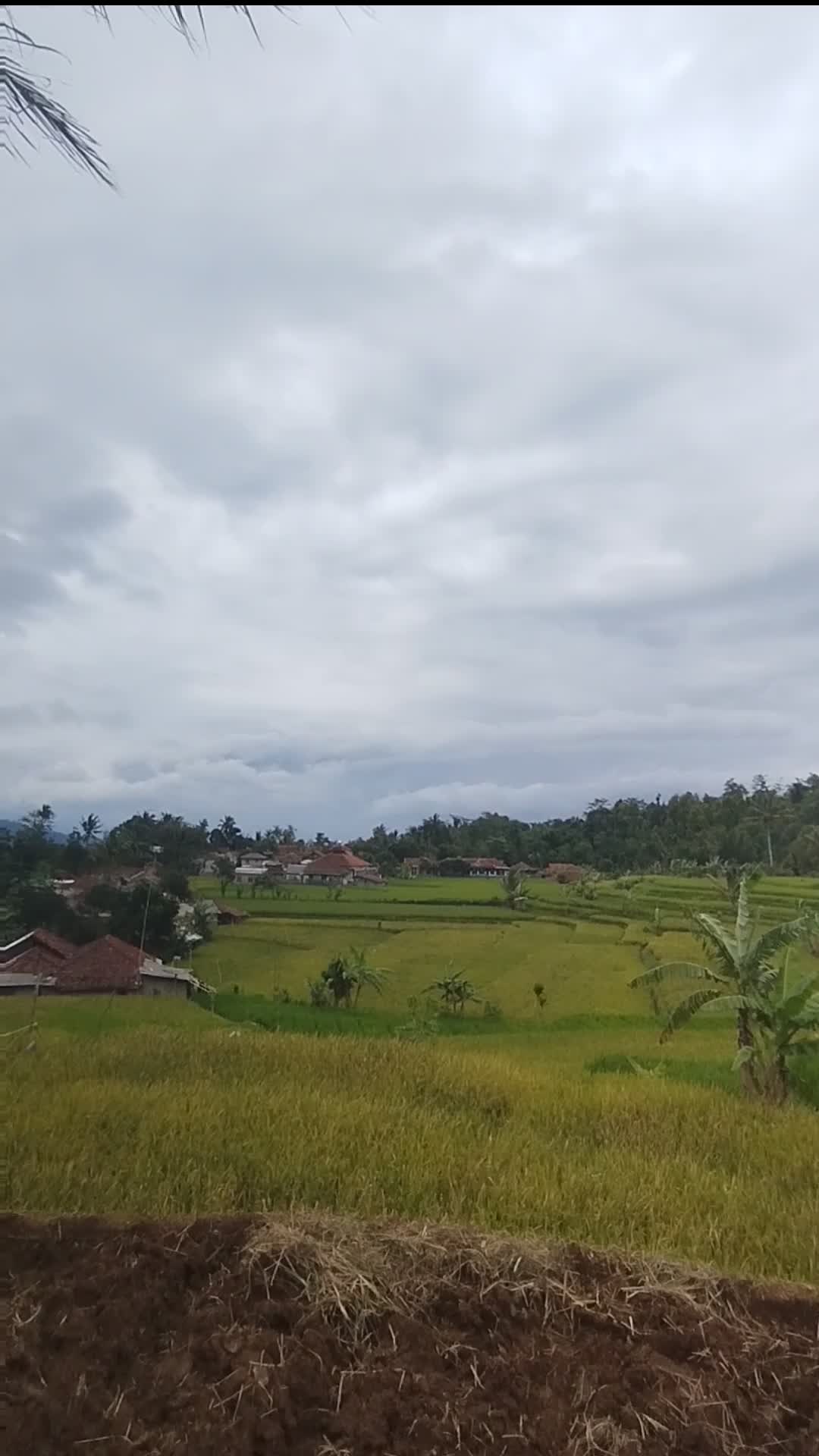 jalan jalan dulu ke rumah uwa🥰masyaallah disuguhkan pemandangan sawah yg sangat asri 😍 #fypシ #fypシ゚viral #minivlog 