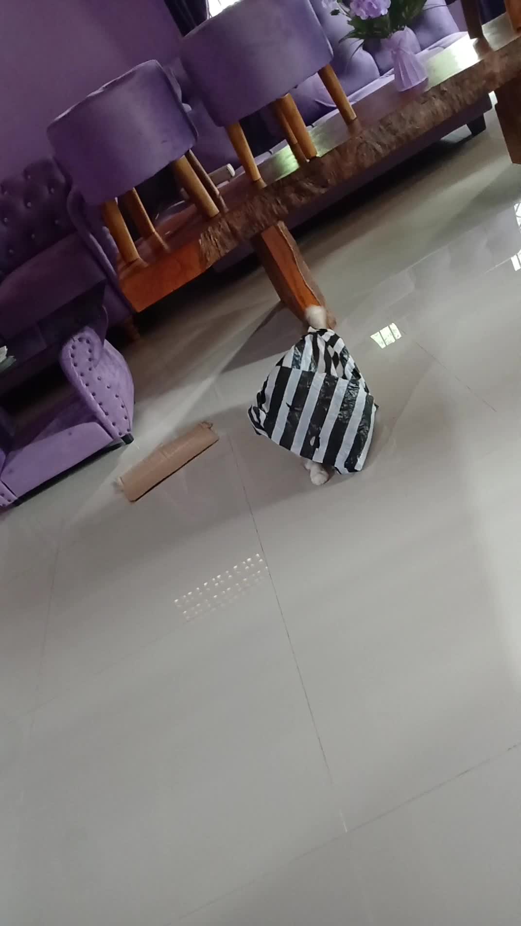 kucingku suka masuk kresek sendiri,mana reog banget klo udh mainin kresek🤣🤣 #Kucing  #kucinglucu  #duniakucing 