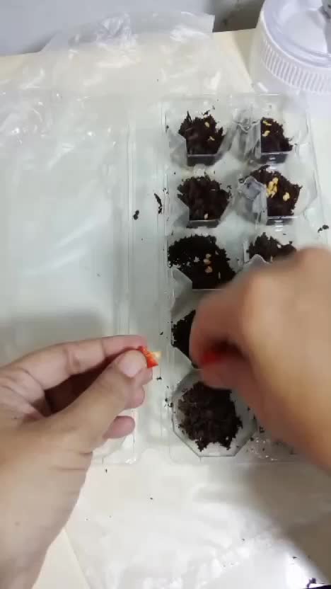 Wadah Telur jangan dibuang, ya, Jadiin Tray Semai Lebih bermanfaat #kebunshaka #traysemai #tipsberkebun  