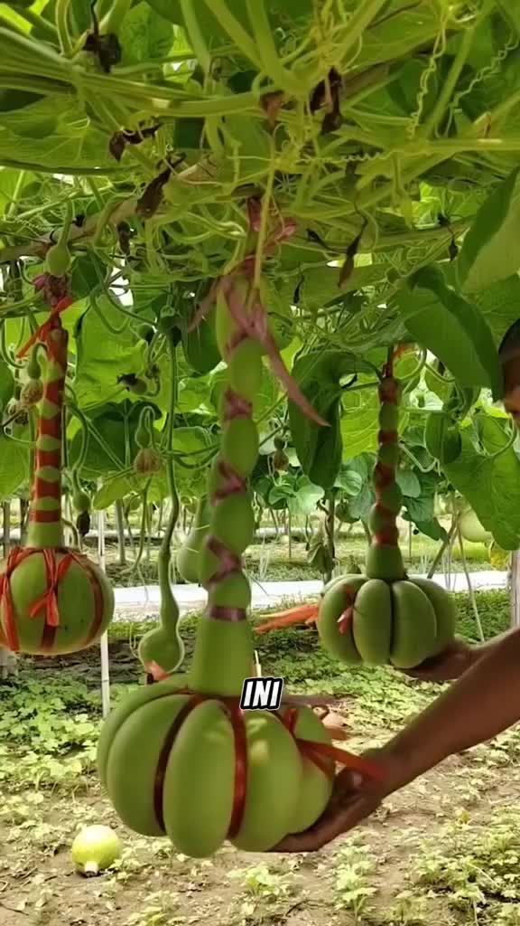 BUAH UNIK ORANG CHINA #fyp #fypシ゚viral #HOTrctiplus #RCTIPlus #viral #rcti #rigelagency