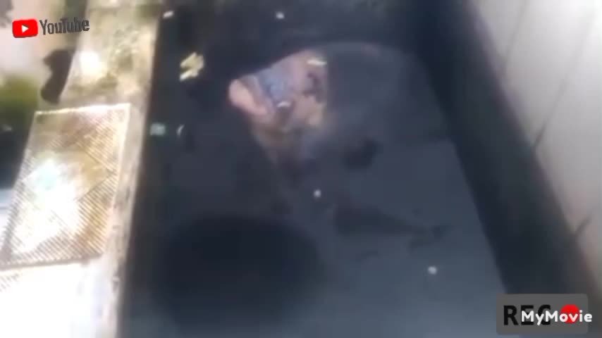 Ikan Gurame Ciri Khasnya Prov.Jawa Barat