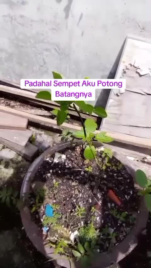 Daun jeruk Tumbuh Subur #berkebundihalamanrumah #kebunshaka #berkebun #daunjeruk #kontenberkebun #mariberkebun 