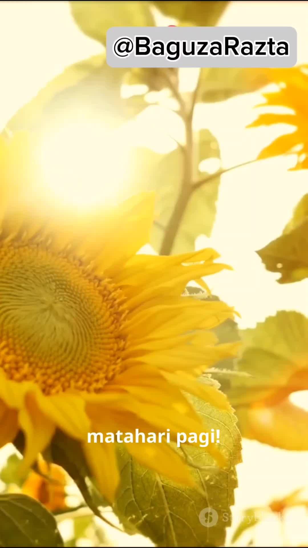 Rahasia Bunga Matahari Mengikuti Matahari #fyp #faktaunik #faktamenarik #fakta 