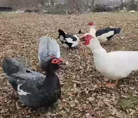 endingnya...
#HOTrctiplus #shortplus #entok #peternak
