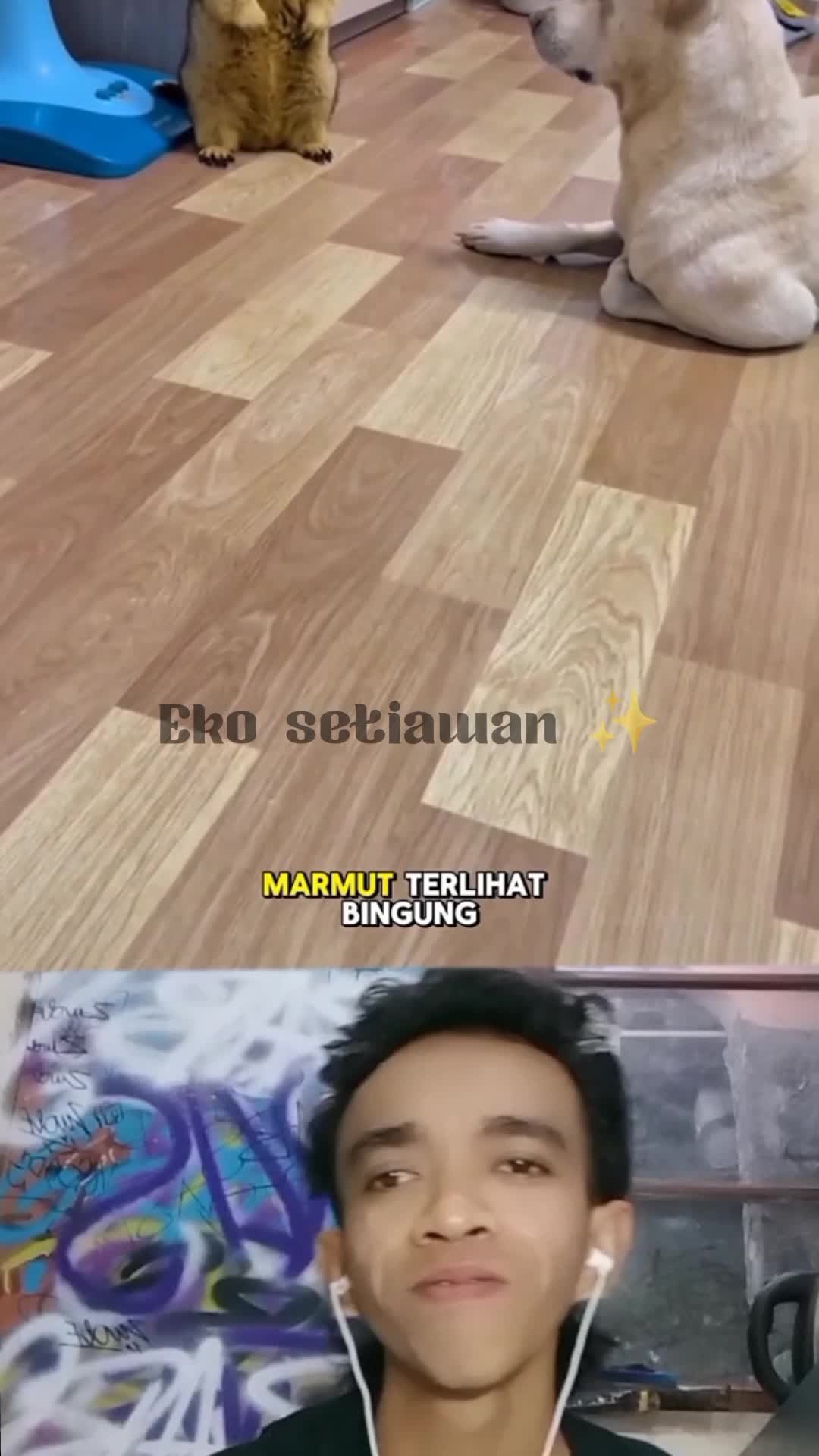 tiga marmut yang kebingungan ?✨ #duett #reactiont #fyp #virall #trending 