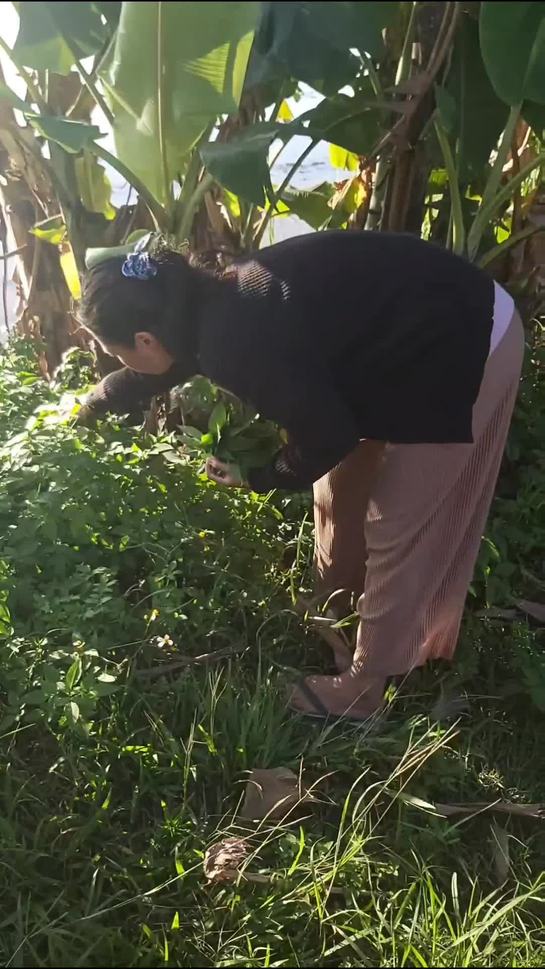 ADA YANG TAHU KETUL NGGAK NIH ??

#bolang #ketul #sayurliar 