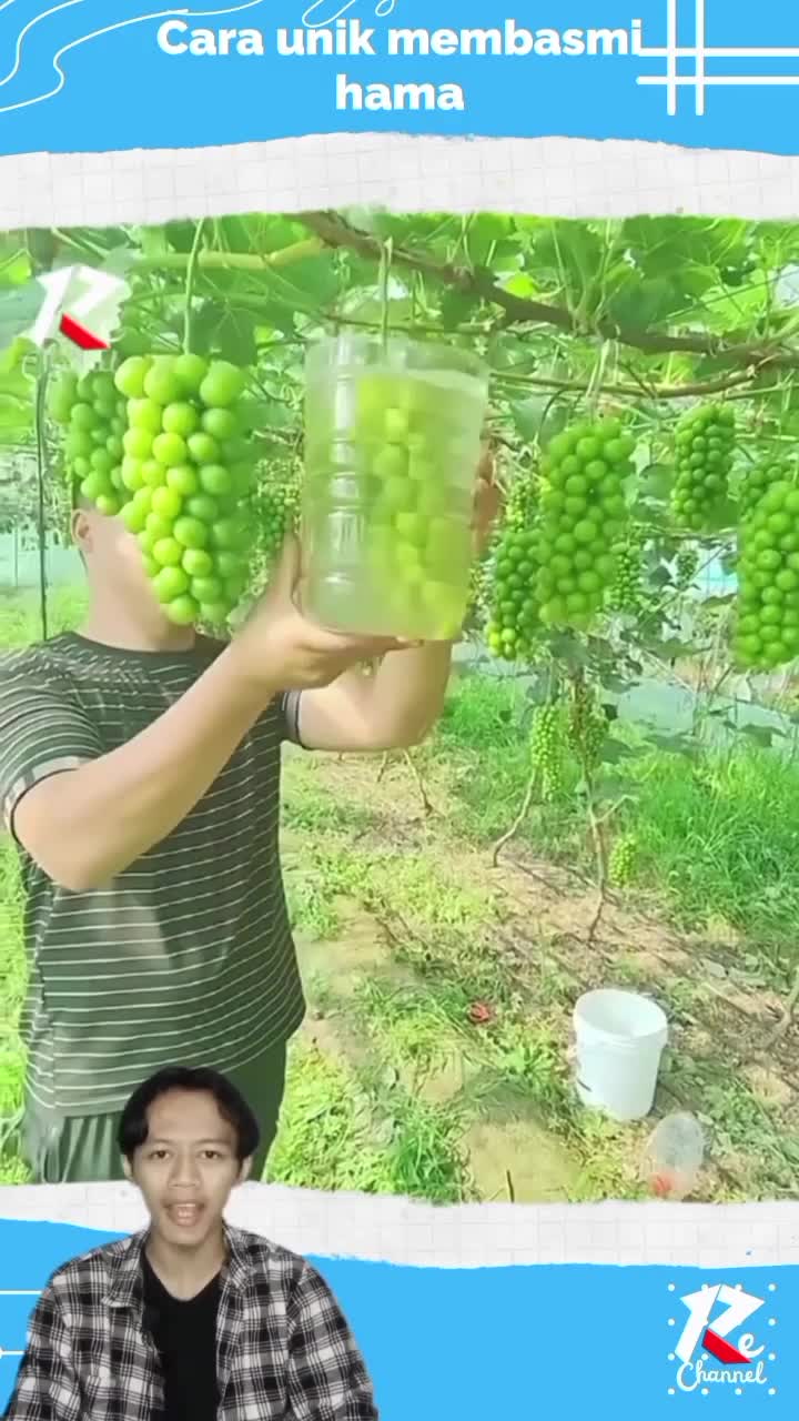 cara unik membasmi hama pada buah
#shorts 
#viral_video
#RCTIPlus 
#RCTIoke 
#HOTrctiplus 
#fypシ゚viral 
#1TRENDING
#shortplus 
#faktarandom 