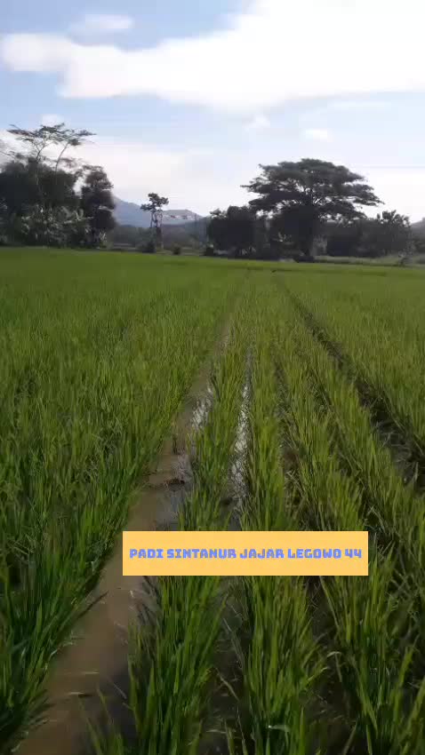 Padi Sintanur Jajar Legowo #petani #RCTIPlus #HOTrctiplus 