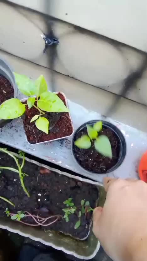 Kebun shaka hari ini  #berkebun  #semai  #bibit  #bercocoktanam 