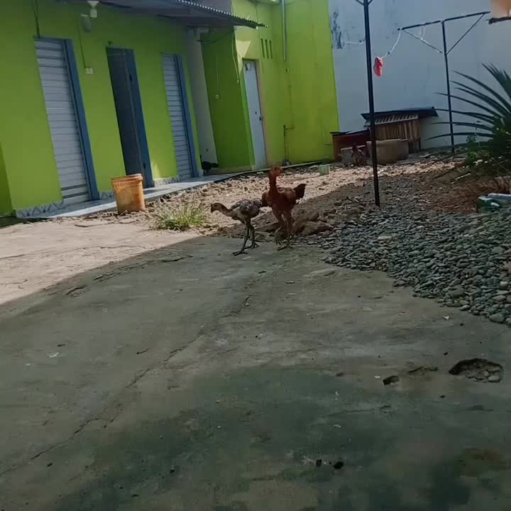 Ayam , ayam apa yang bisaberarung