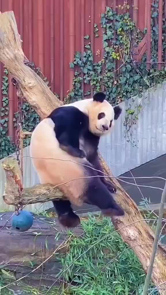 Panda Core 🤣