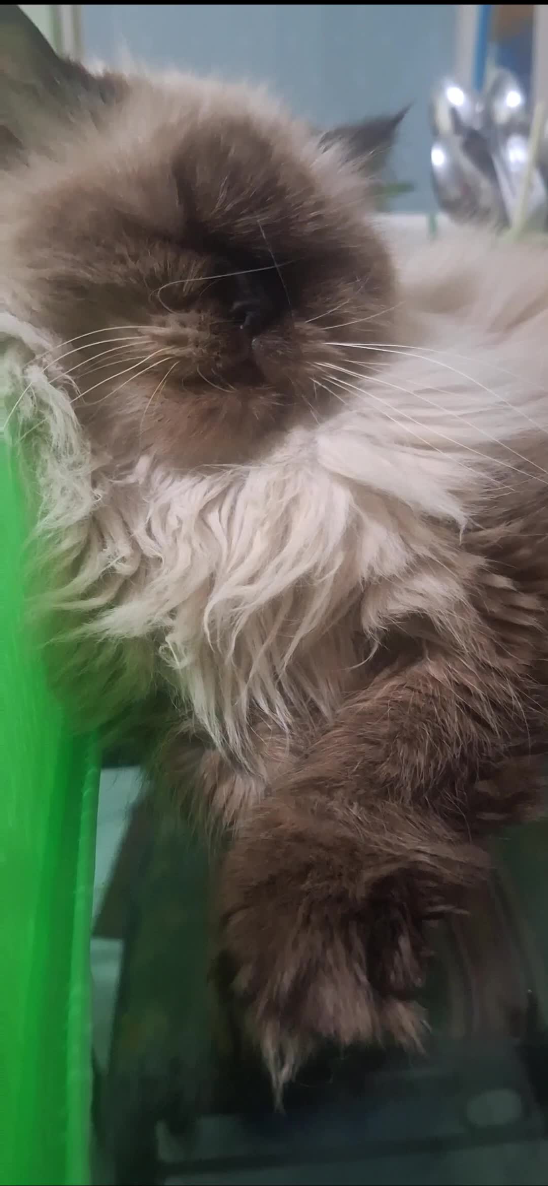 Kucingku yang sangat menggemaskan 
mukanya kayak apa hayooo 😂😂😂
#kucing #mycat #fyp #video #reel #fypシ #fypシ゚viral #kucinglucu #kucinghimala