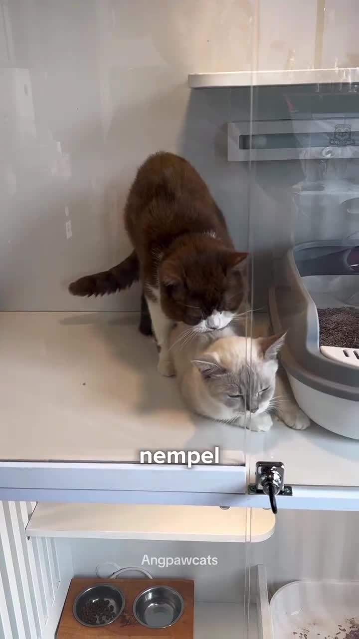 wkwk
#Fyp #kucing #kucingindonesia #videoviral #videolucu #videongakak #ngakak #lucu #like #dagelan #HOTrctiplus