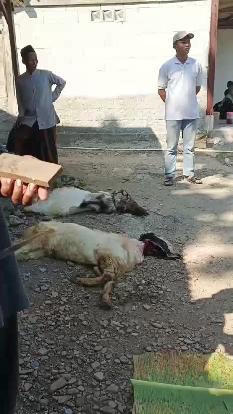 Qurban Kuy #fyp #fypviral #HOTrctiplus #RCTIPlus #viral #rcti #rigelagency