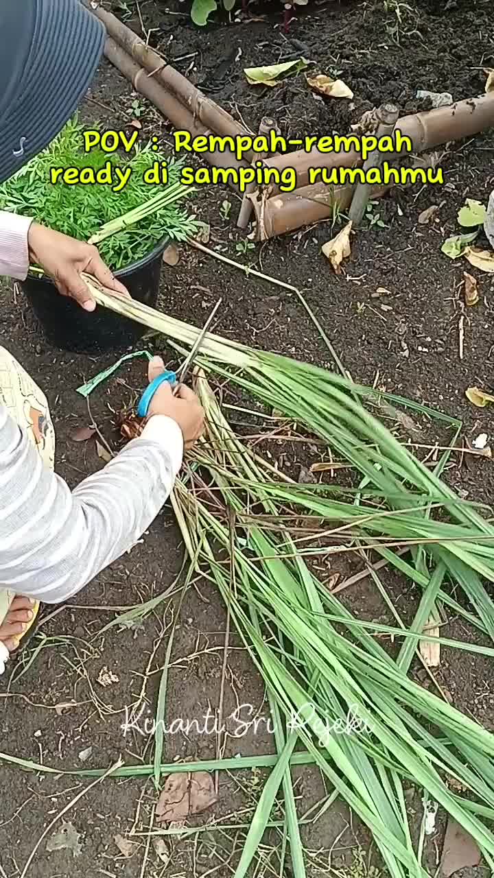 Petik rempah-rempah di kebun samping rumah
#HOTrctiplus #RCTIPlus #shortplus #shorts #Berkebun #berkebundirumah #gardening 