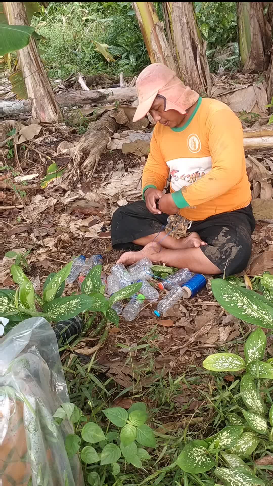 cara membuat perangkap pengusir Lalat Buah 