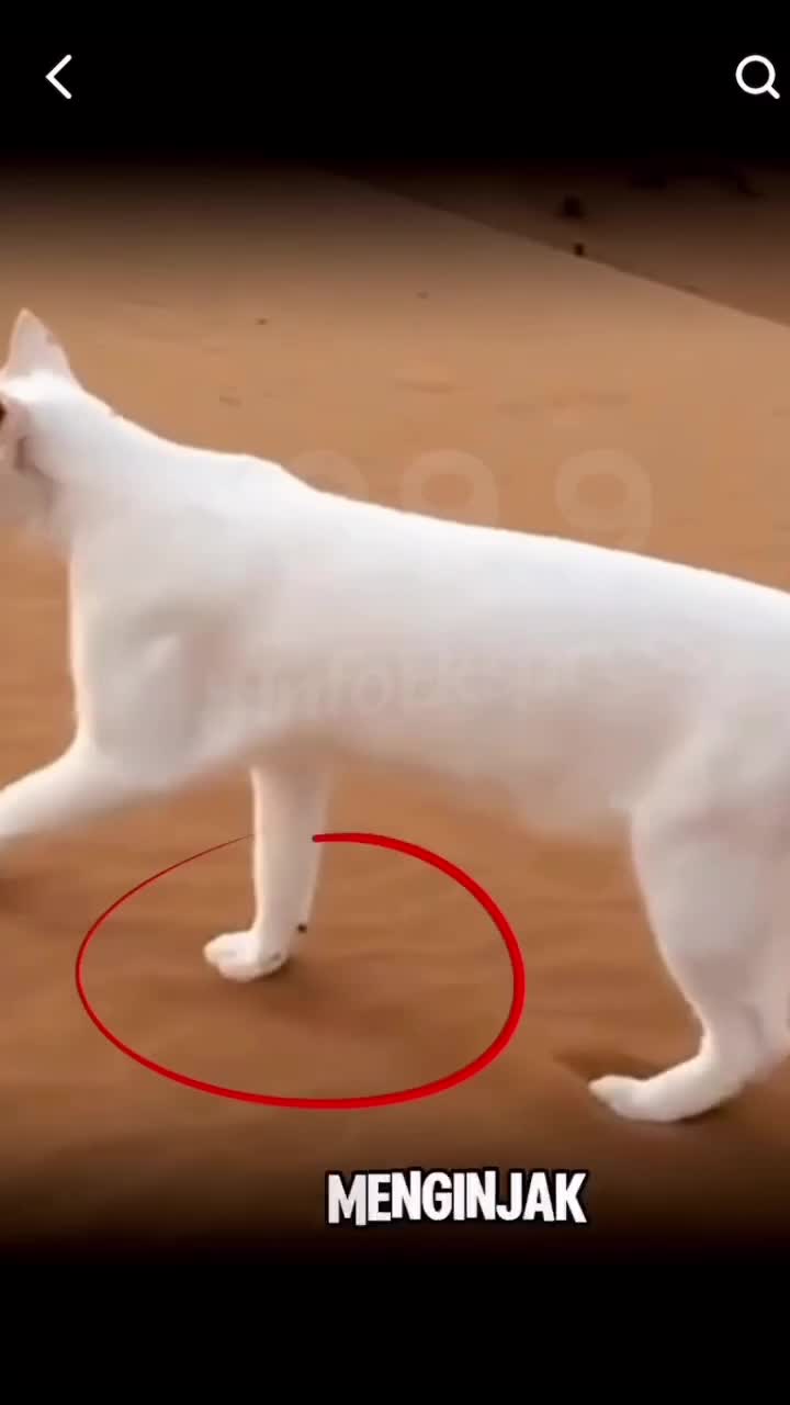 Fakta Unik Kucing #fyp #fypシ゚viral #HOTrctiplus #RCTIPlus #viral #rcti #rigelagency