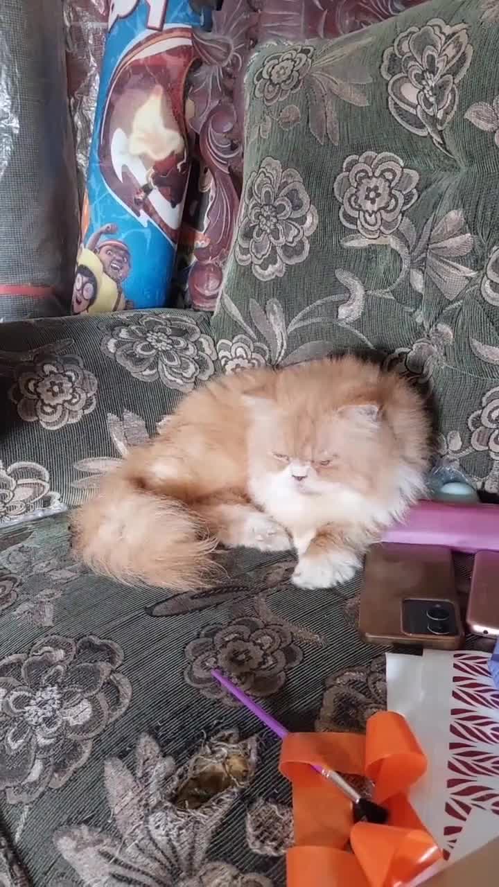 oyen